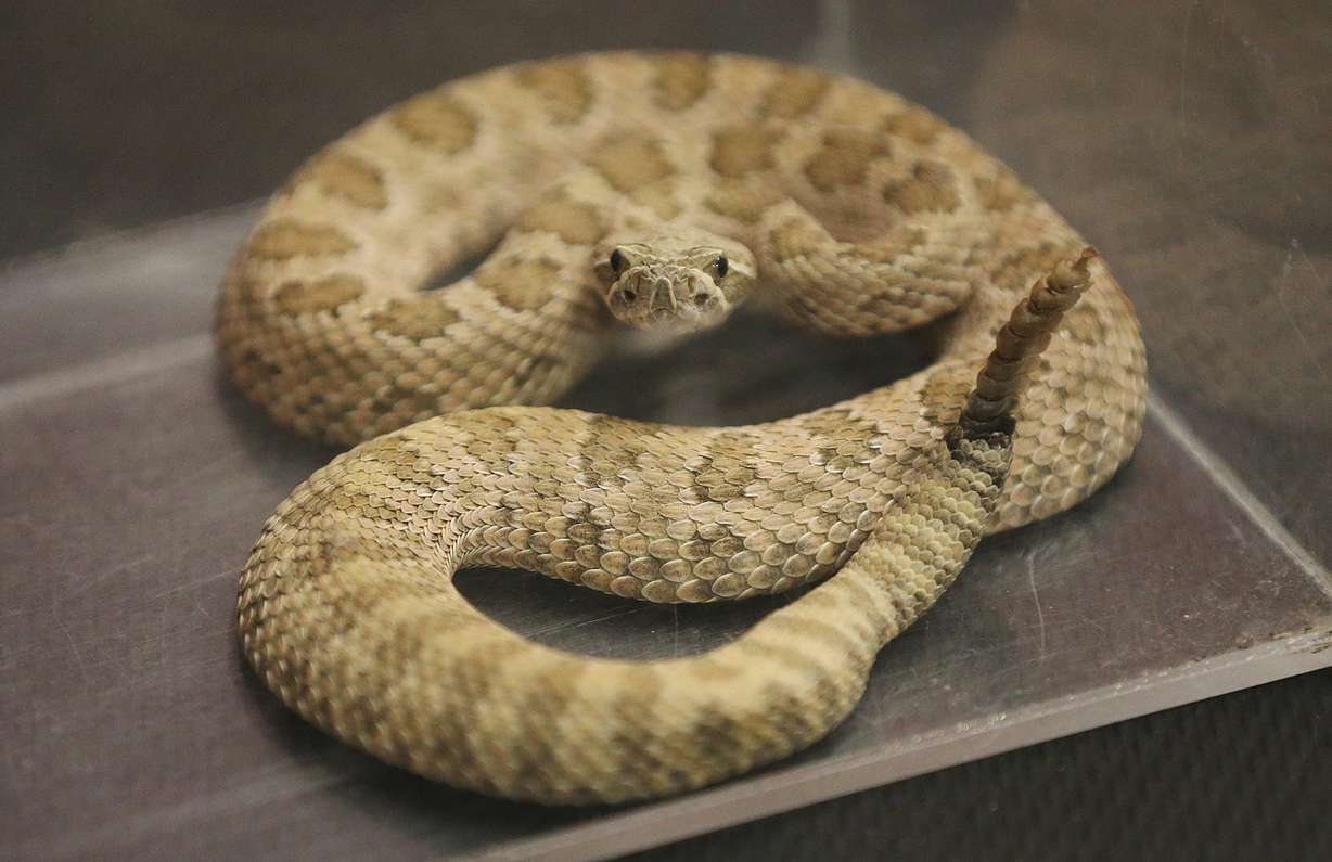 A rattlesnake is used for an awareness class at DogTown in Sandy on Thursday, June 7, 2018. (Photo: Jeffrey D. Allred, KSL)