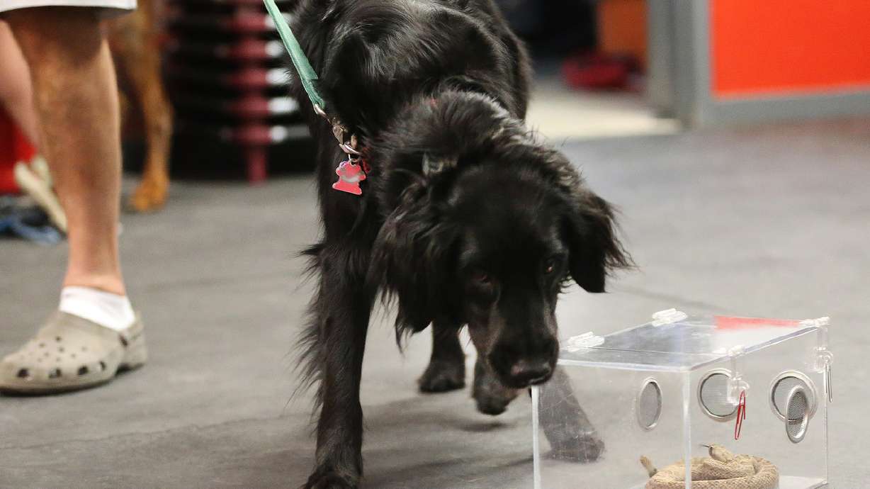 Salt Lake dogs taught to stay away from rattlesnakes — by going near them