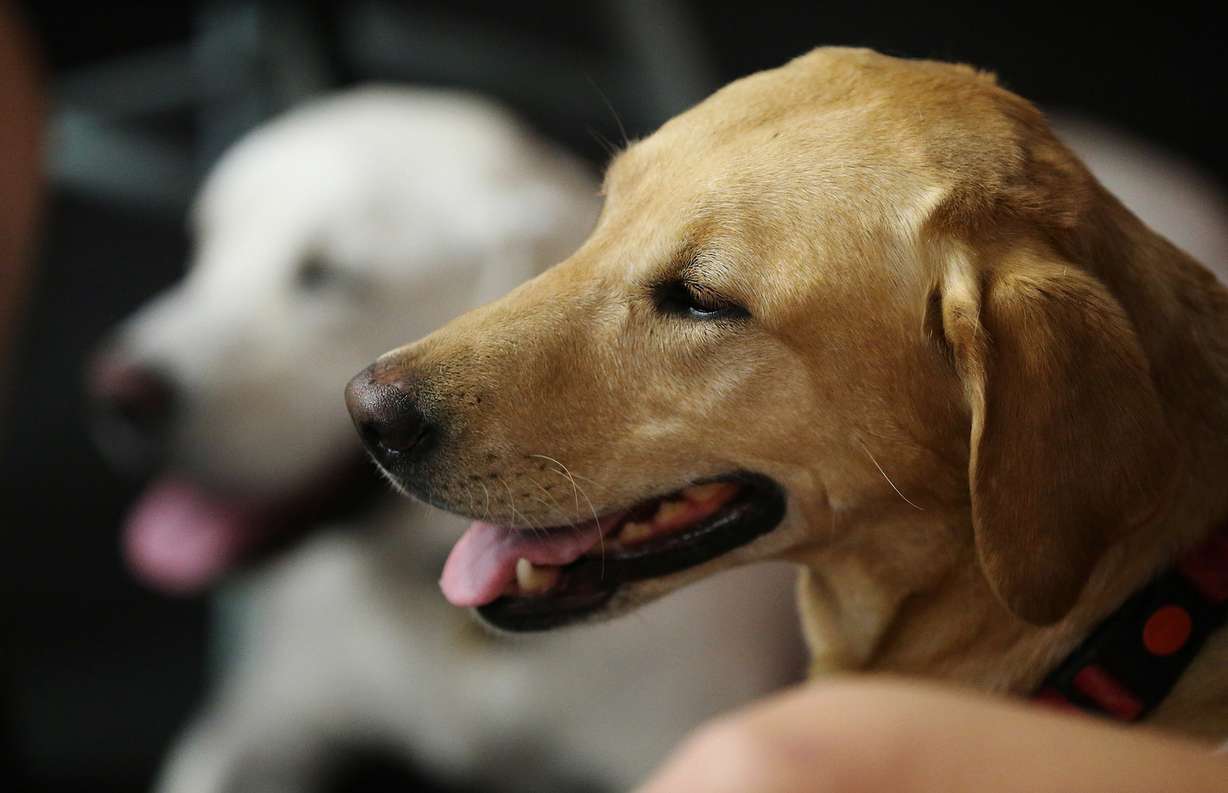 Dogs are taken to a rattlesnake awareness class at DogTown in Sandy on Thursday, June 7, 2018. (Photo: Jeffrey D. Allred, KSL)