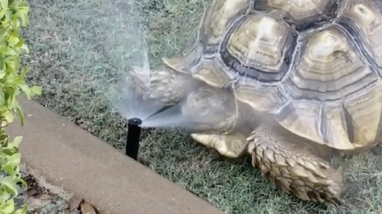 Have You Seen This? This tortoise is all of us in the summer