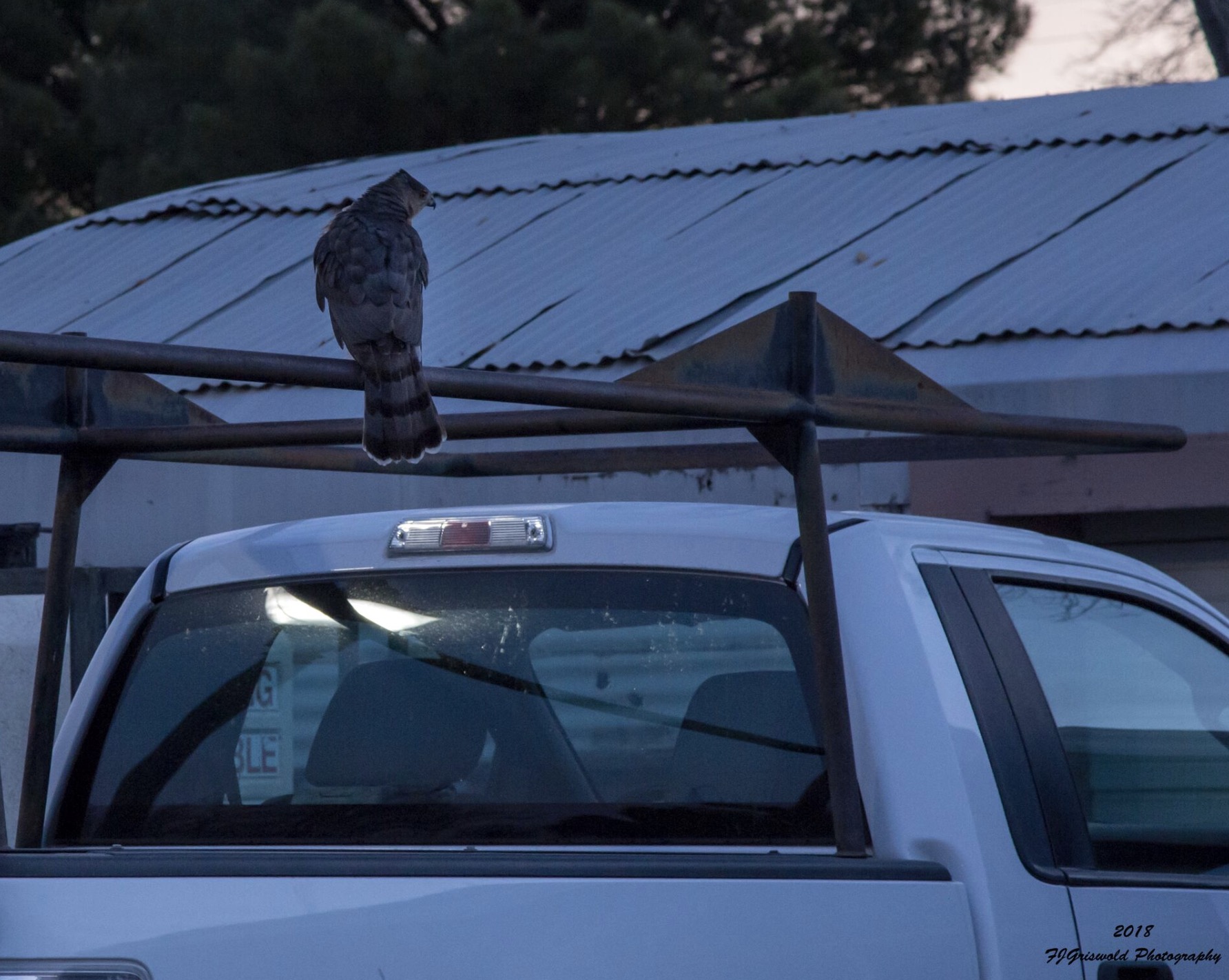 Pair of hawks attack 11 passersby on Dixie State campus