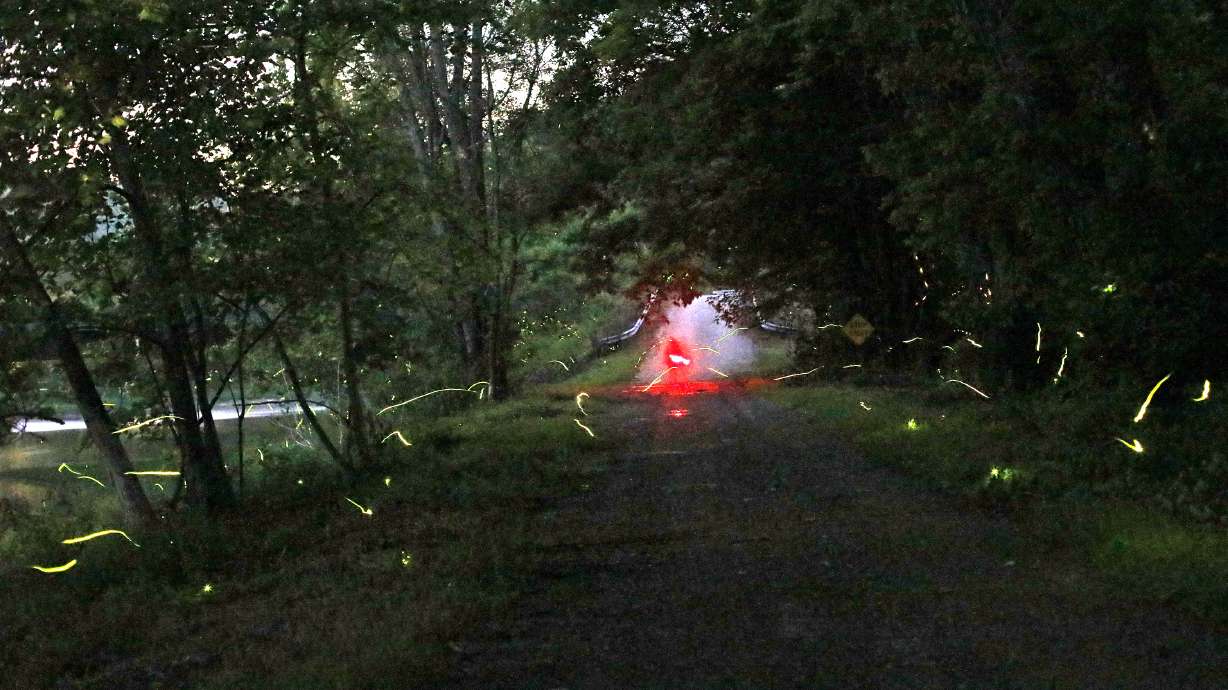 TravelLab: In a forest on the trail of synchronous fireflies