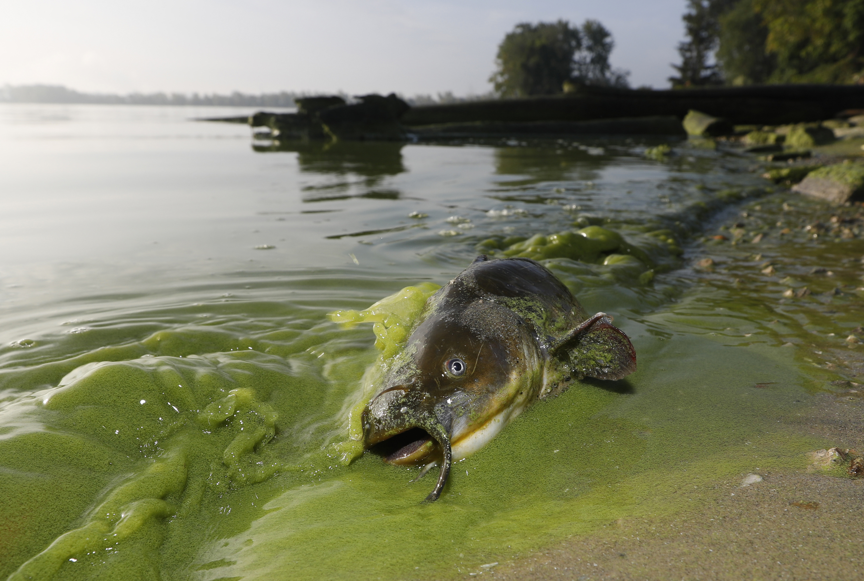 FILE - In this Sept. 20, 2017 file photo, a catfish appears on the shoreline in the algae-filled waters of North Toledo, Ohio. Long linked to animal deaths, high doses of the toxins in humans can cause liver damage and attack the nervous system. In the largest outbreaks, hundreds have been sickened by blooms in reservoirs and lakes, and officials in some areas now routinely close bodies of water used for recreation and post warnings when blooms occur. (Andy Morrison/The Blade via AP, File)