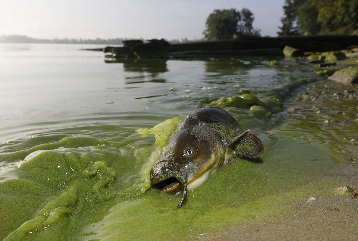 FILE - In this Sept. 20, 2017 file photo, a catfish appears on the shoreline in the algae-filled waters of North Toledo, Ohio. Long linked to animal deaths, high doses of the toxins in humans can cause liver damage and attack the nervous system. In the largest outbreaks, hundreds have been sickened by blooms in reservoirs and lakes, and officials in some areas now routinely close bodies of water used for recreation and post warnings when blooms occur. (Andy Morrison/The Blade via AP, File)
