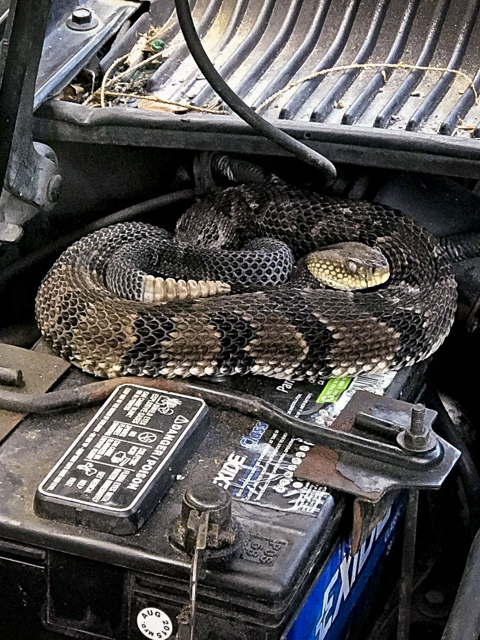 Man finds rattlesnake under hood while trying to start car