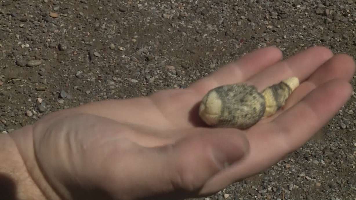 Woods Cross police officer Sean Jones shows the less-lethal "beanbag" ammunition from a shotgun he used to take down Devion Cunningham during a standoff with North Salt Lake police. (Photo: Ray Boone, KSL TV)