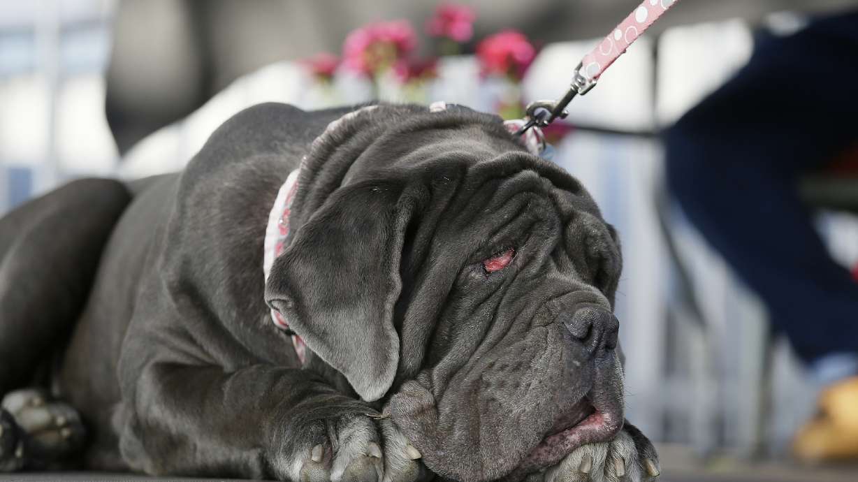 Zsa Zsa, the English bulldog, wins World's Ugliest Dog title