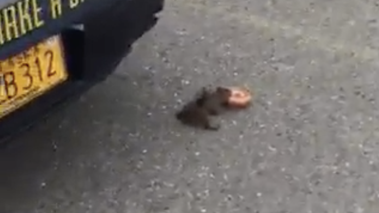 Have You Seen This? Squirrel steals donut from cop