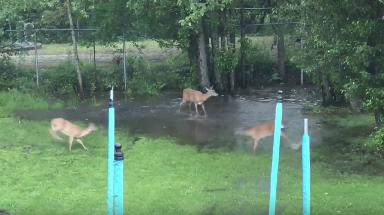 Have You Seen This? Video of deer playing in puddle is delightful | KSL.com