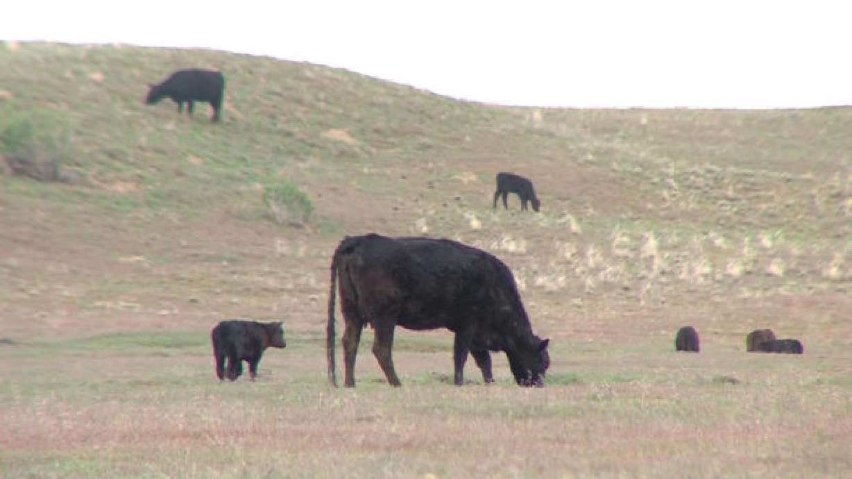 Agriculture officials are working to stem a potential outbreak of a cattle venereal disease after several bulls in Box Elder County tested positive for trichomoniasis, the Utah Department of Agriculture and Food said Thursday.