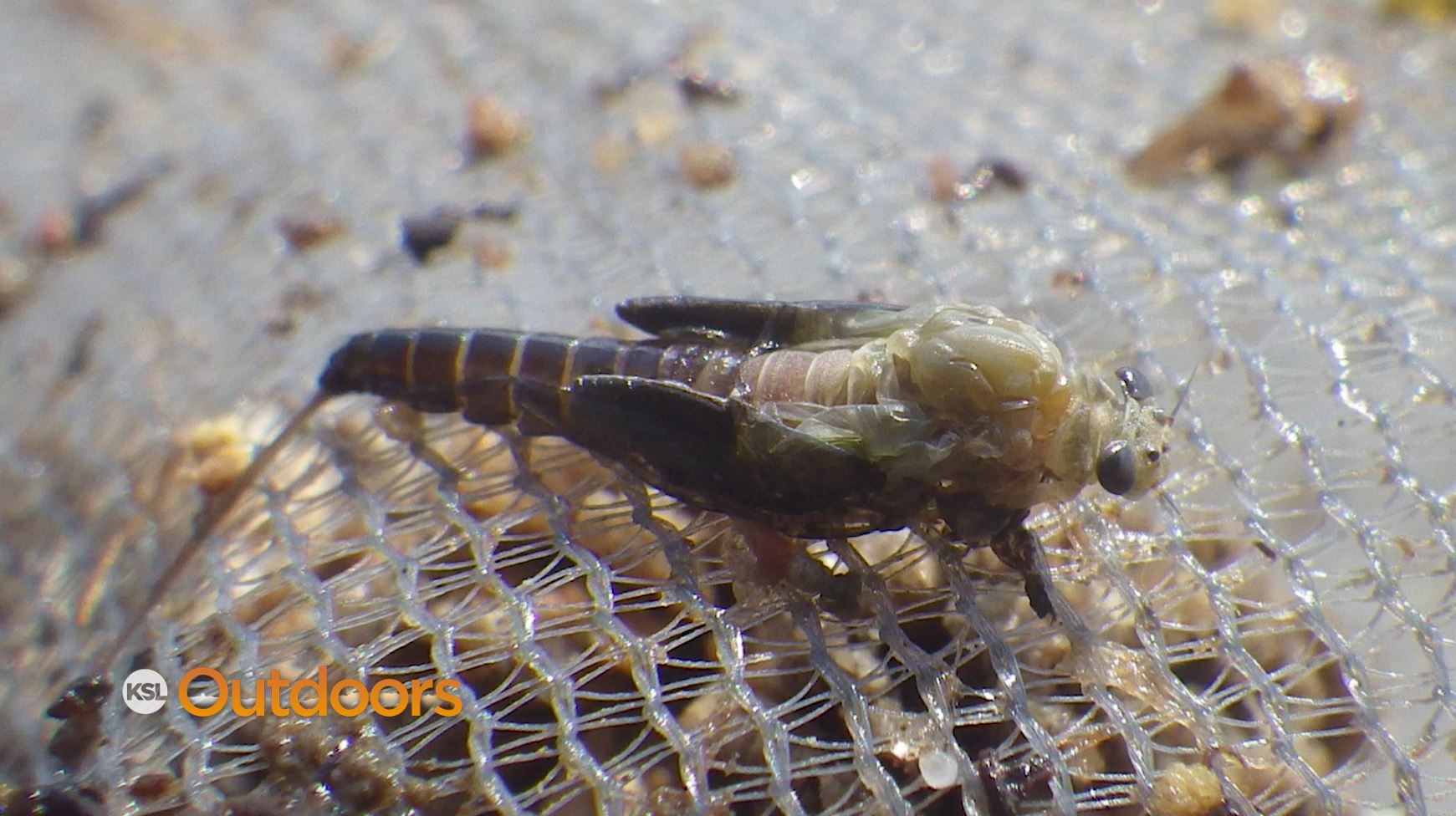 Fish Tech Fishing Tip: Fly Fishing with PMDs