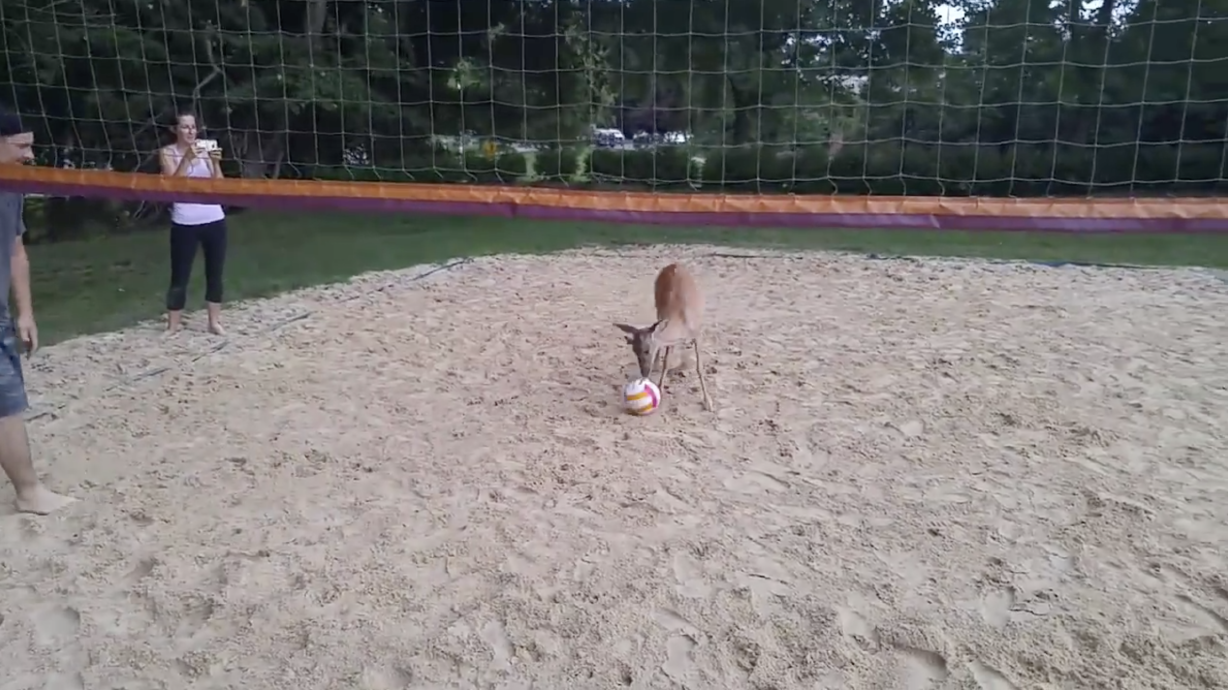 Have You Seen This? Deer tries (and fails) to play volleyball