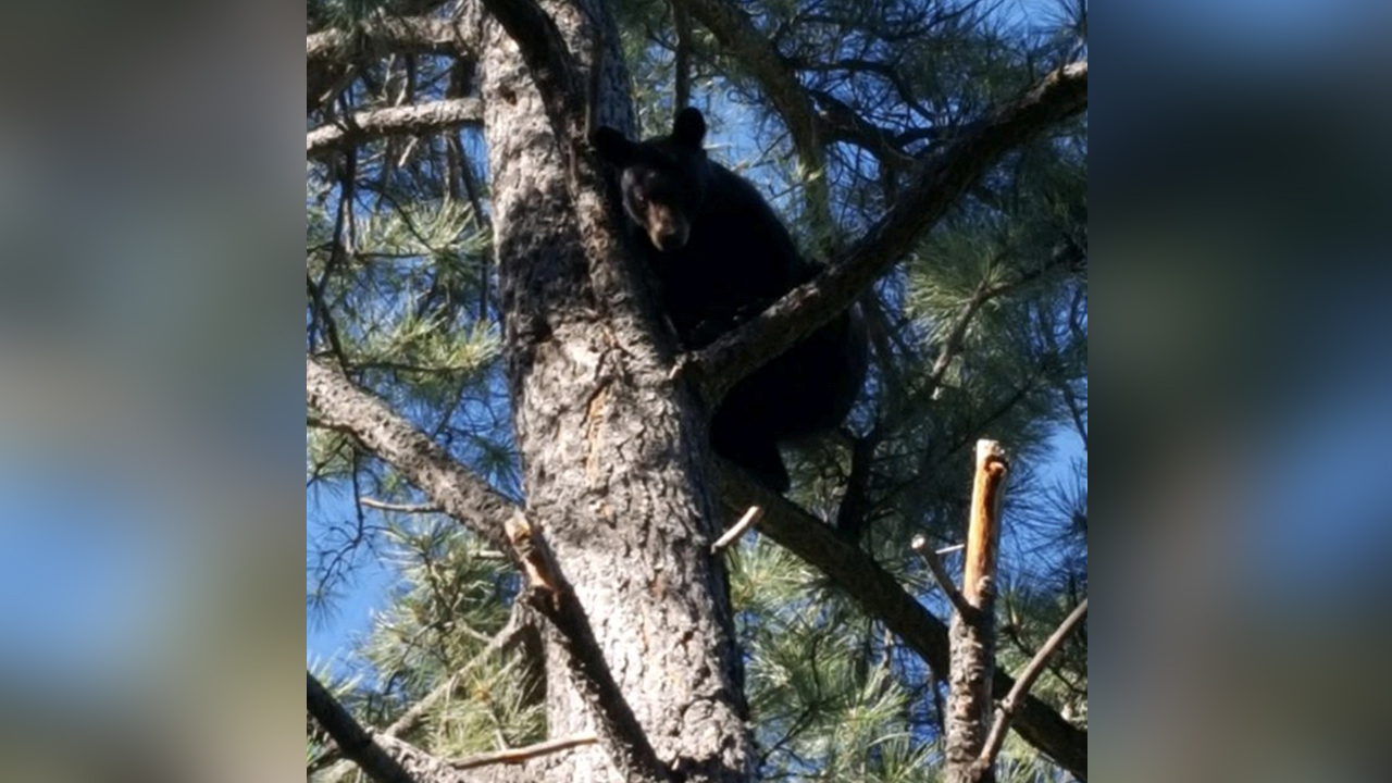 Bear breaks into Idaho zoo; Zoo officials say they don't need another black bear