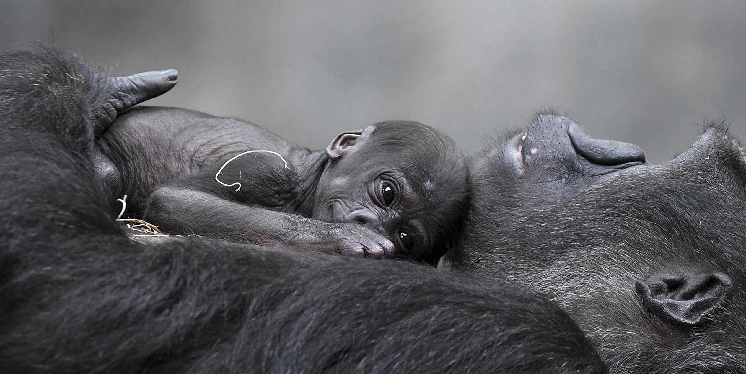 Newest gorilla at Brookfield Zoo in Illinois gets name: Ali
