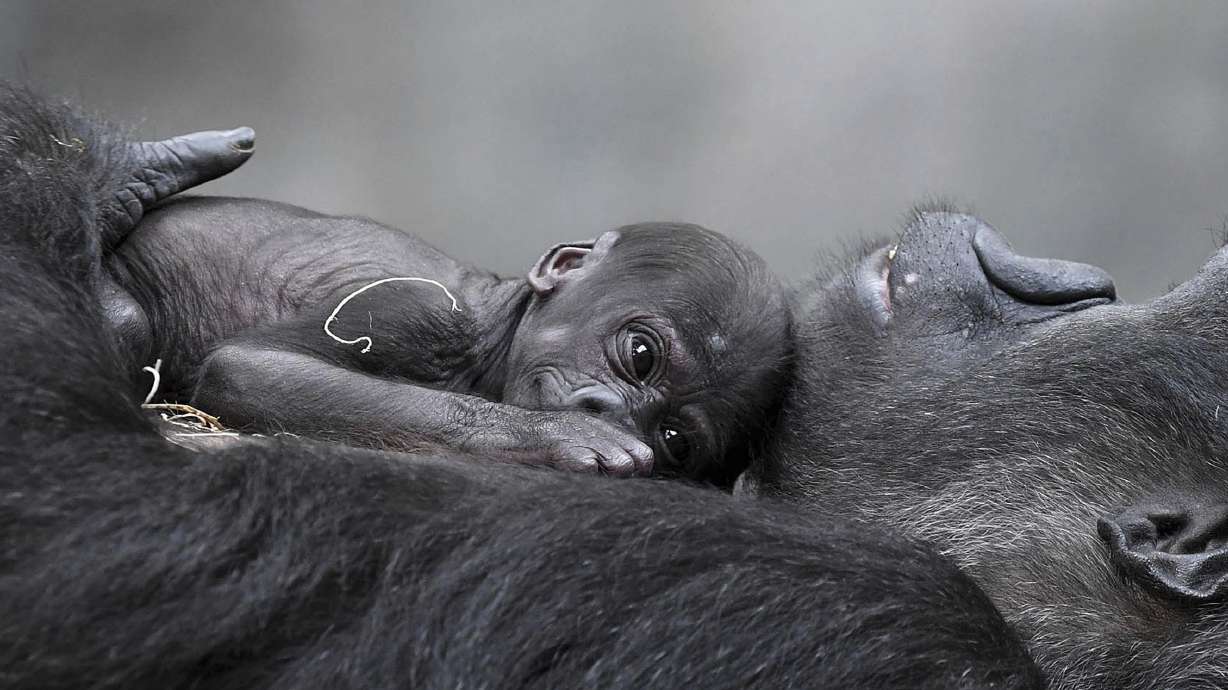 Newest gorilla at Brookfield Zoo in Illinois gets name: Ali