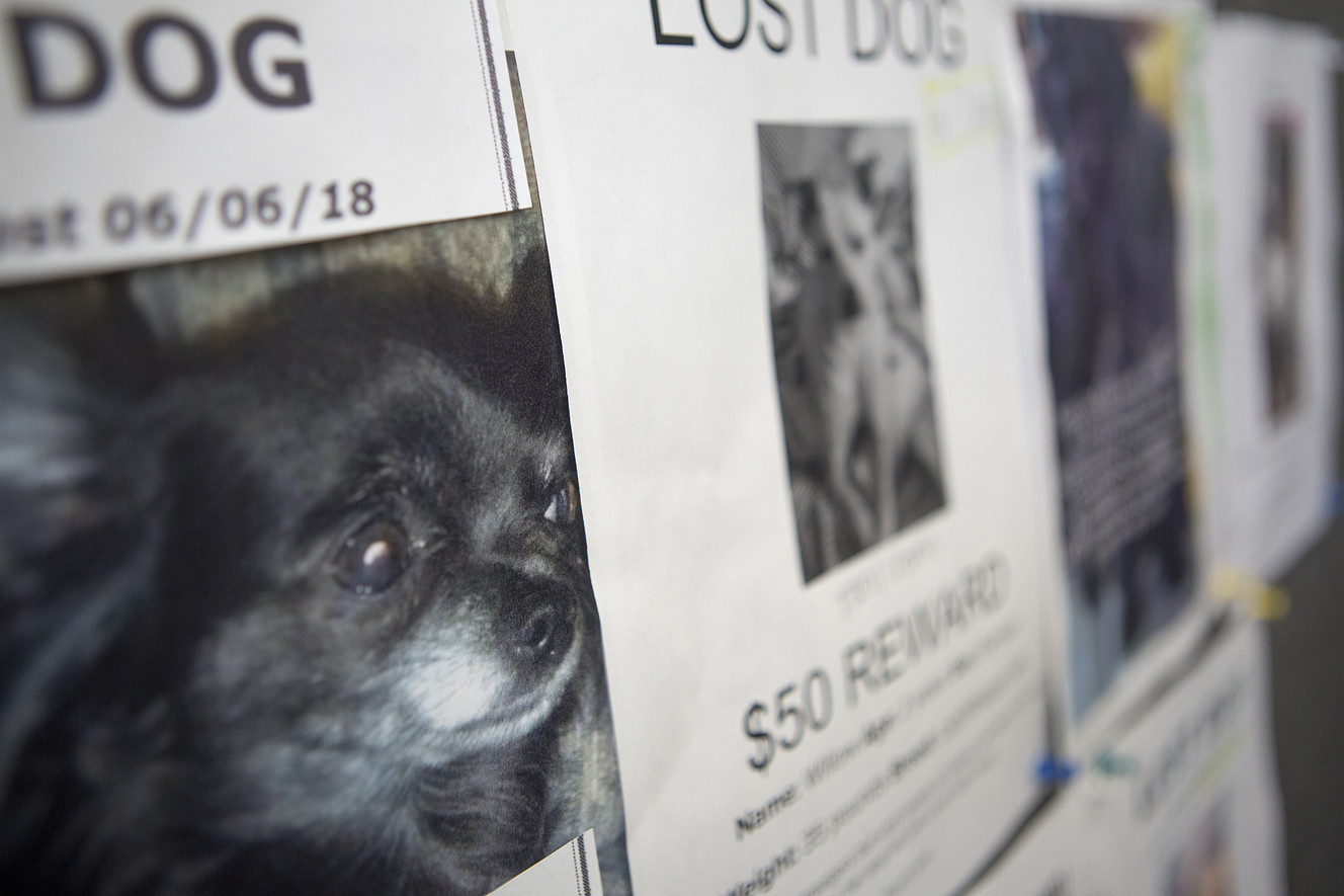 Lost dog posters are tacked to the wall of the South Utah Valley Animal Shelter in Spanish Fork on Thursday, July 5, 2018. Fireworks during the July holiday season causes a surge of lost dogs. (Photo: James Wooldridge, KSL)
