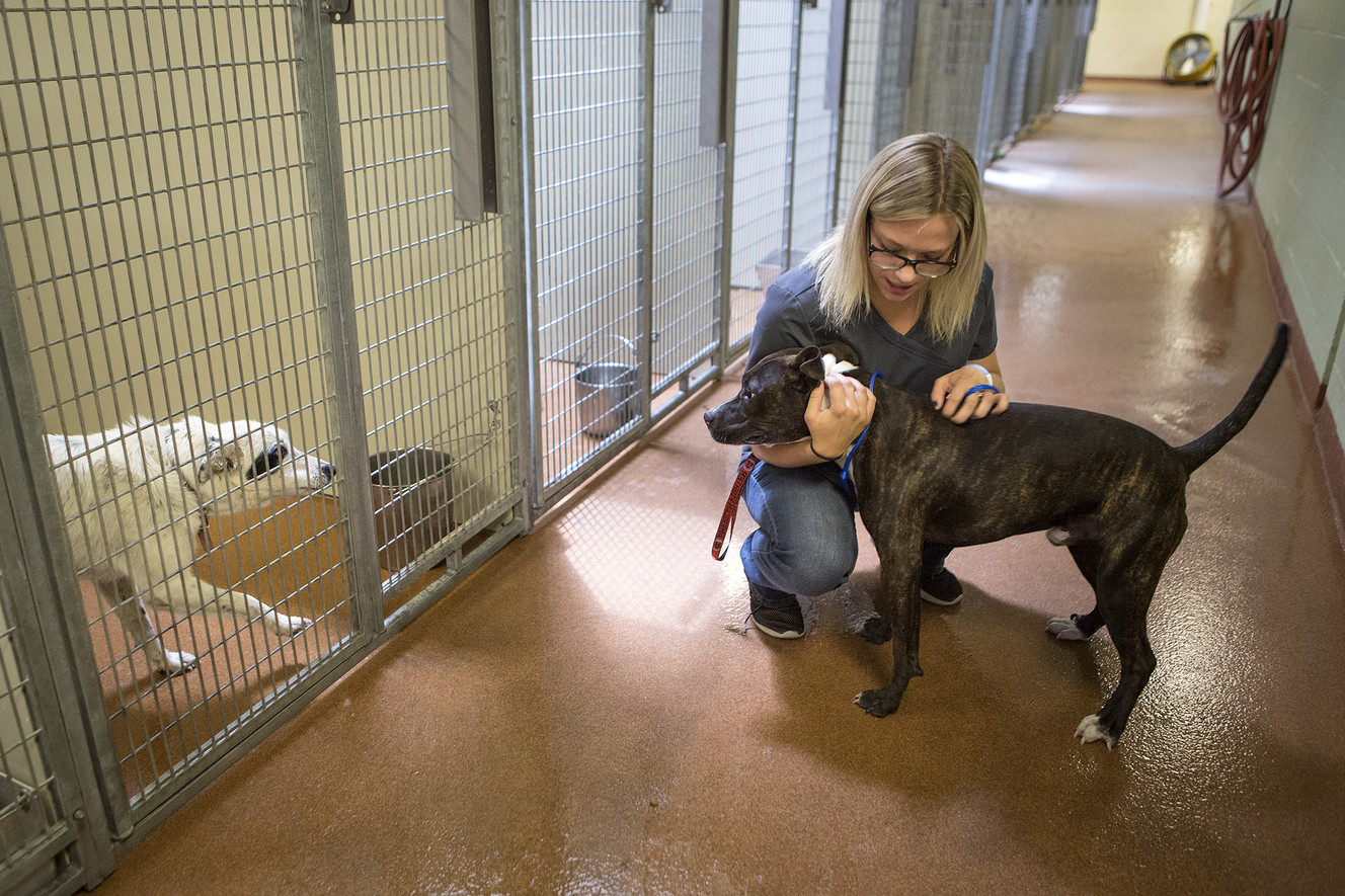 Fireworks spur wave of runaway pets in some Utah counties