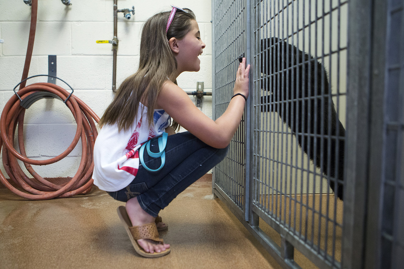 BryLeigh Shove, 7, visits with Lucky at the South Utah Valley Animal Shelter in Spanish Fork on Thursday, July 5, 2018. Lucky escaped on July 4, three days after being adopted by BryLeigh. Fireworks during the July holiday season causes a surge of lost dogs. (Photo: James Wooldridge, KSL)