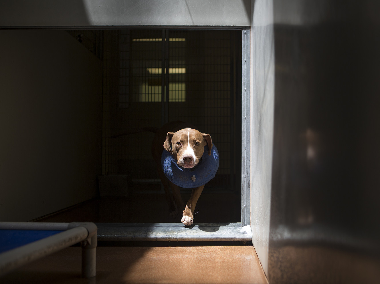Belle, a pitbull mix, walks through her cage at the South Utah Valley Animal Shelter in Spanish Fork on Thursday, July 5, 2018. Fireworks during the July holiday season causes a surge of lost dogs. (Photo: James Wooldridge, KSL)