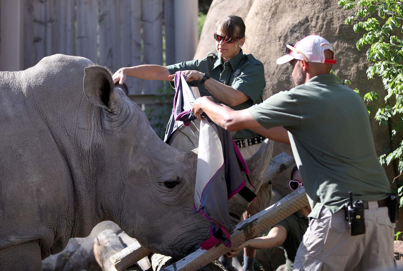 Hogle Zoo pioneers first-of-its-kind rhino eye guard