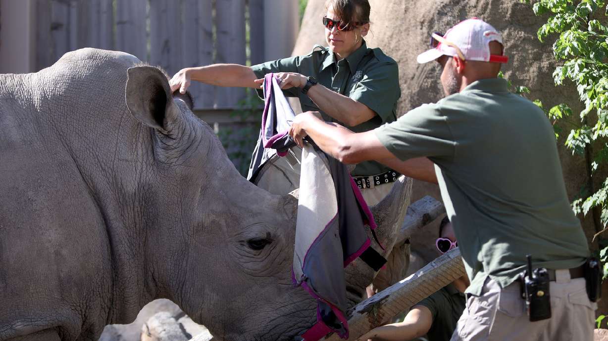 Hogle Zoo pioneers first-of-its-kind rhino eye guard