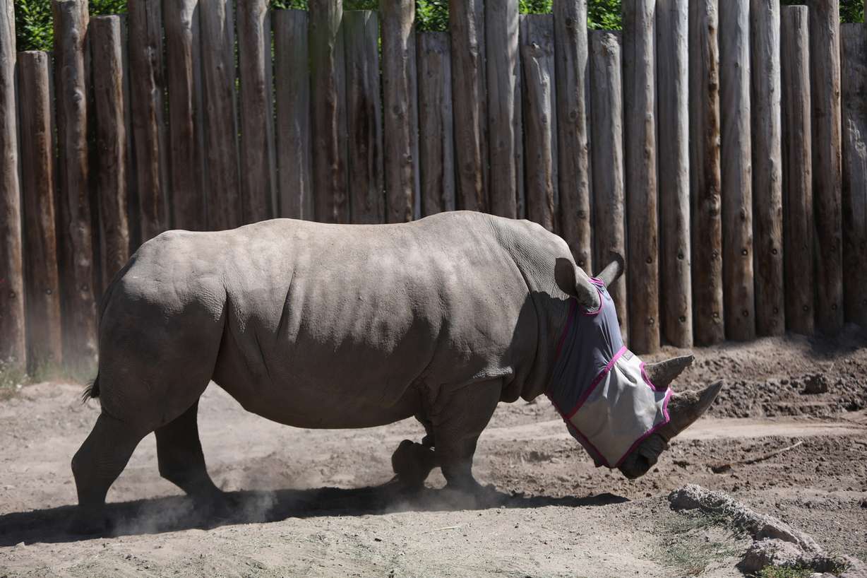 Princess, a white rhino, wears a fly mask at Utah's Hogle Zoo in Salt Lake City on Friday, July 6, 2018. (Photo: Kristin Murphy, KSL)
