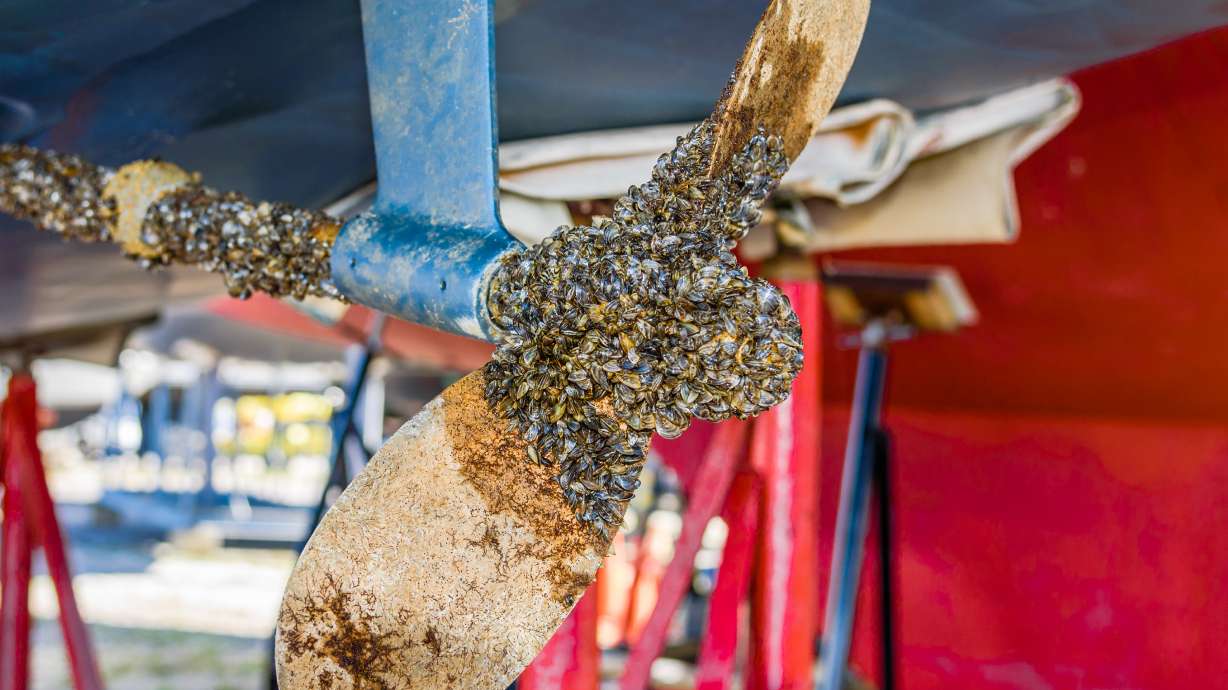 Boat inspections stopping invasive mussels at Idaho border