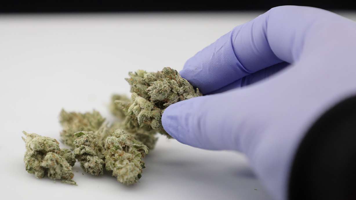 Utah's state-funded study of pot's effects on pain delayed