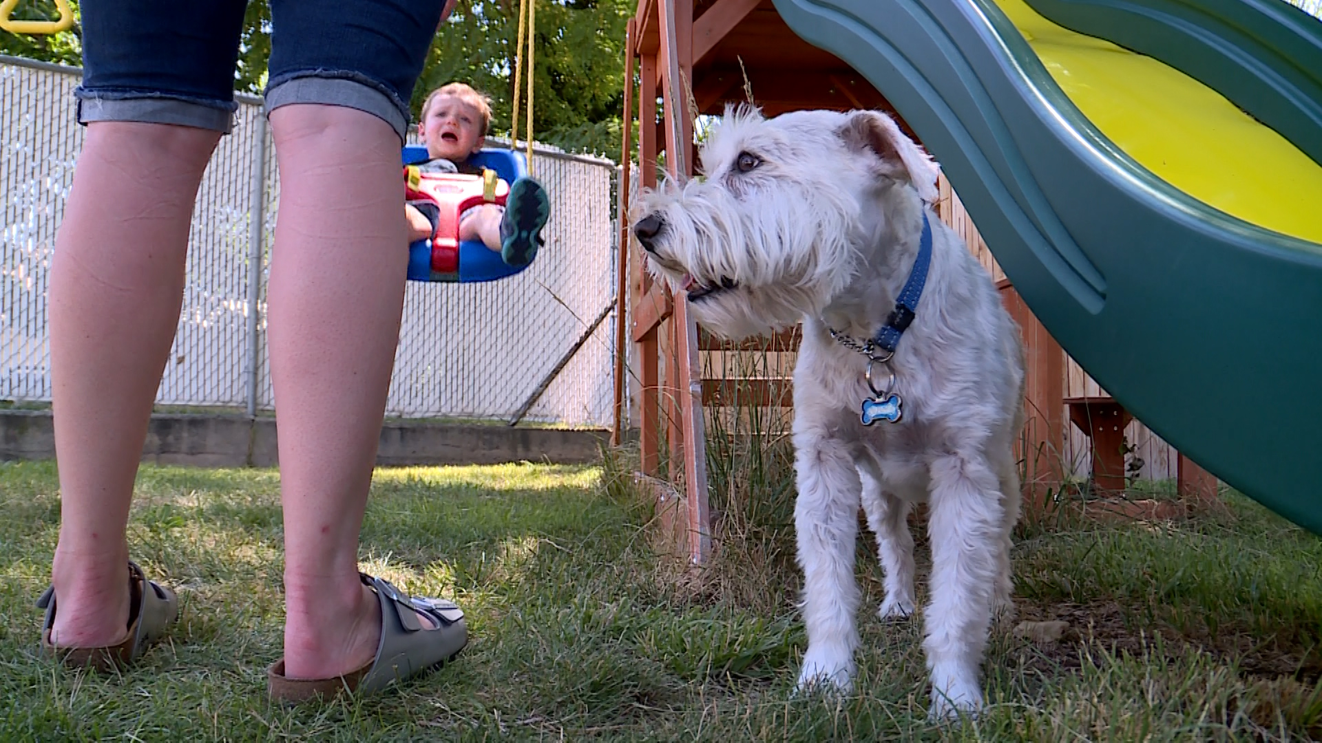 Vinnie the Schnauzer stands next to his owner, Avery Atwood, as she pushes a baby in a swing. Vinnie's diet consists mainly of dry dog food from the grocery story. (Photo: KSL TV)