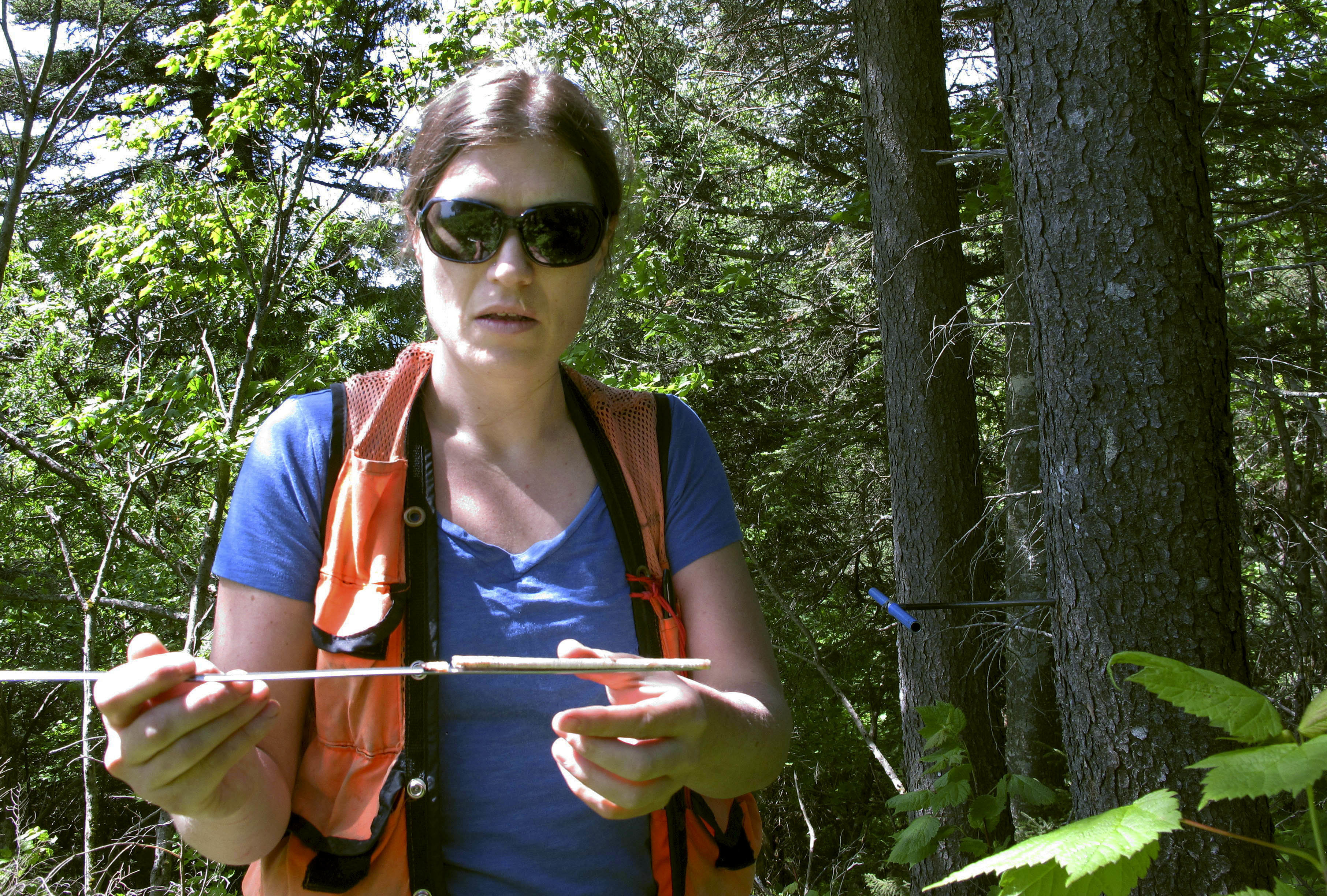 Pollution controls help red spruce rebound from acid rain