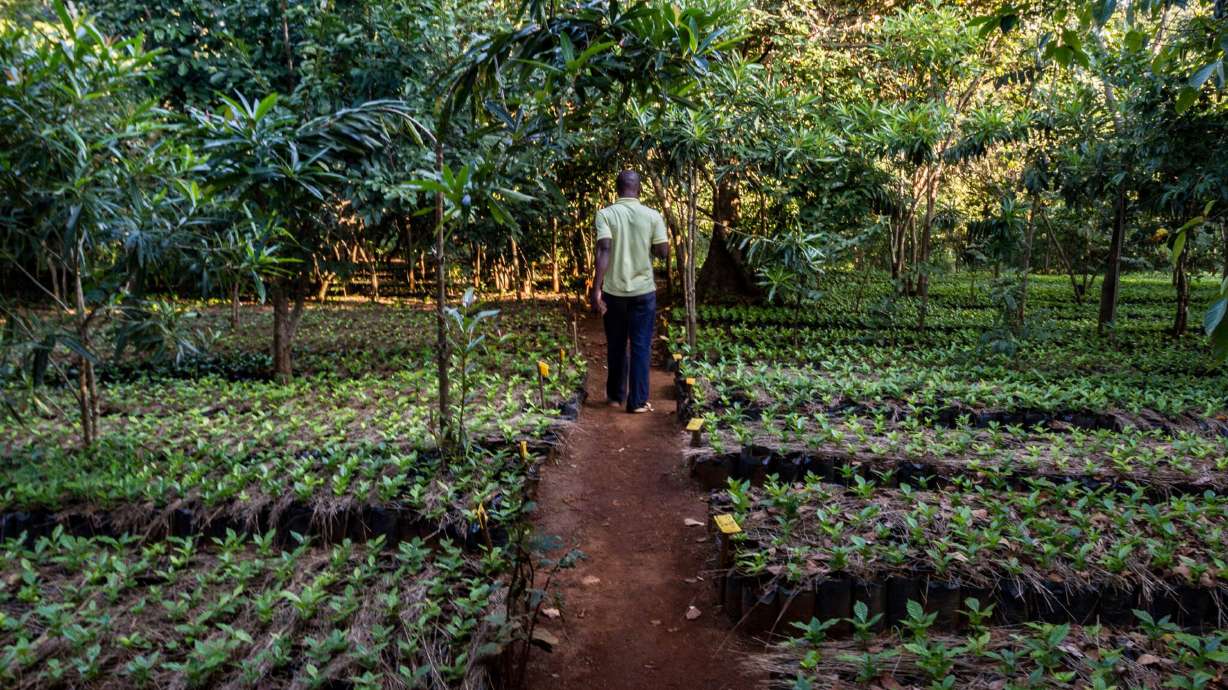 Coffee and conservation: Mozambique tries both on a mountain
