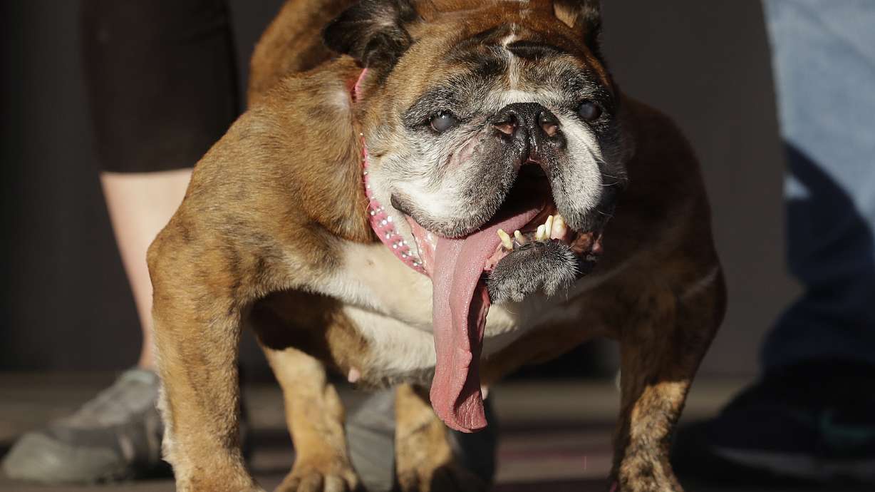 World's ugliest dog dies weeks after winning title