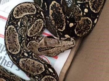 Boa constrictor falls from ceiling, lands on sleeping man