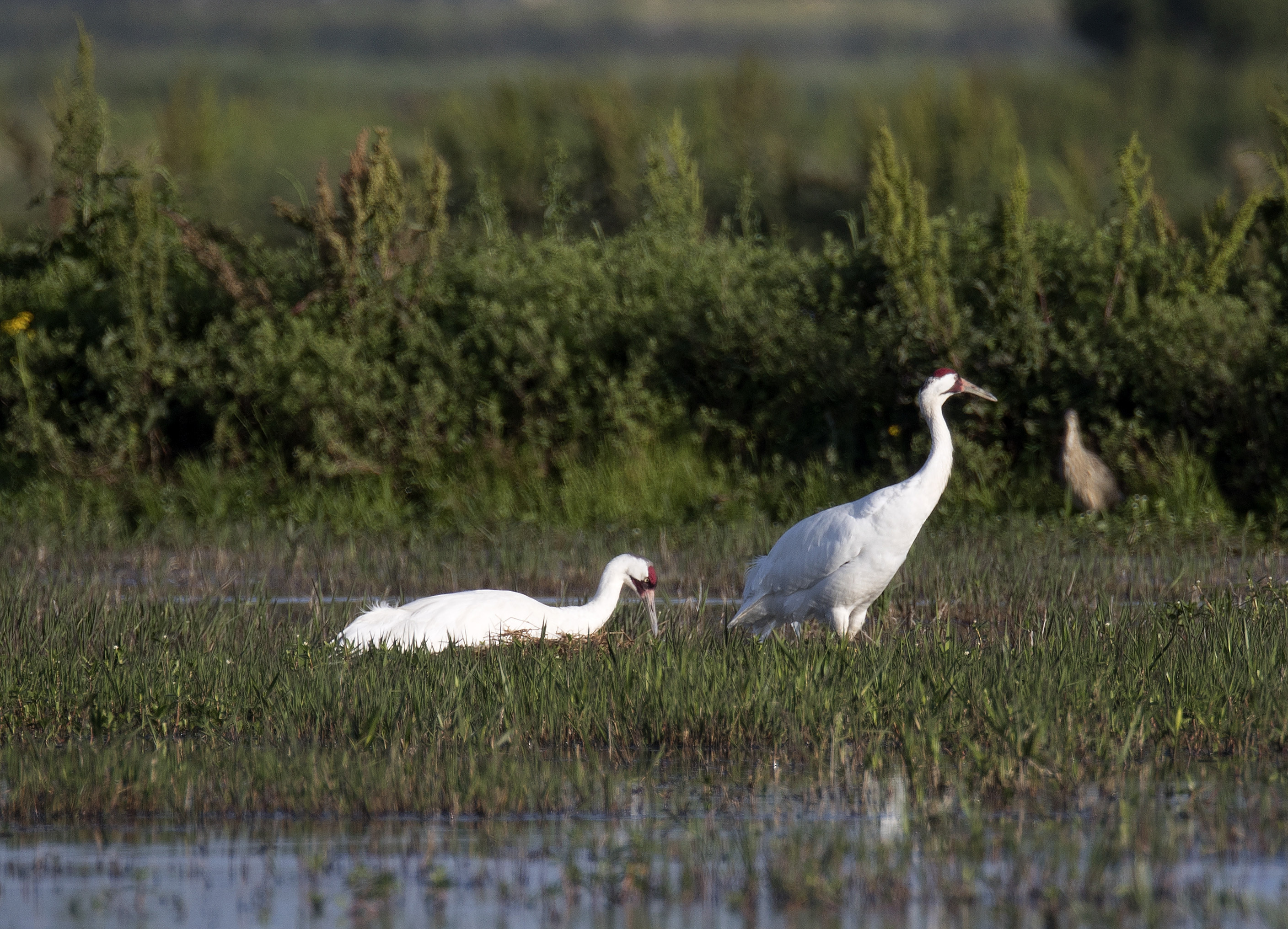 Louisiana's whooping crane comeback: 5 chicks this year