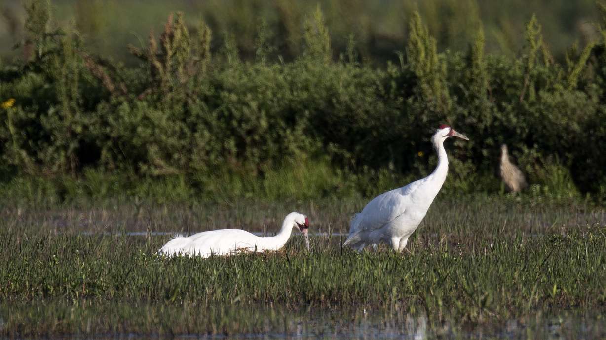 Louisiana's whooping crane comeback: 5 chicks this year