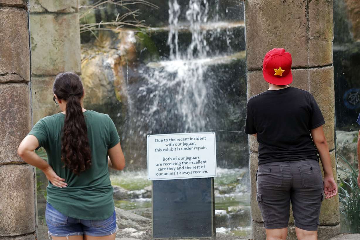 Visitors stop at the Jaguar Jungle exhibit at the Audubon Zoo in New Orleans, Monday, July 16, 2018. The death of a wounded fox brings to nine the number of animals that have died as the result of the weekend escape of a jaguar from its enclosure at the zoo in New Orleans. Audubon Zoo officials say on the zoo's website that Rusty, one of two foxes attacked by the big cat, died Monday. (Gerald Herbert, AP Photo)