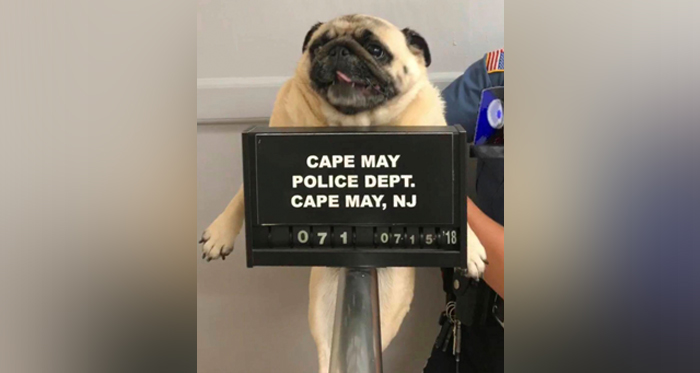Police post mugshot of lost dog, bail paid in cookies