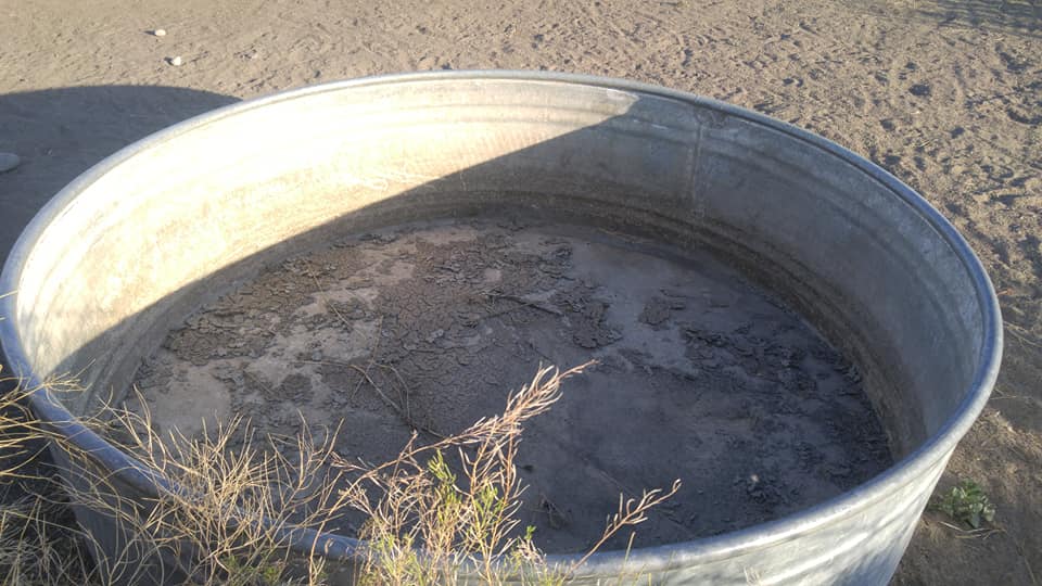 Police: 4 horses dead in Idaho pasture with no water