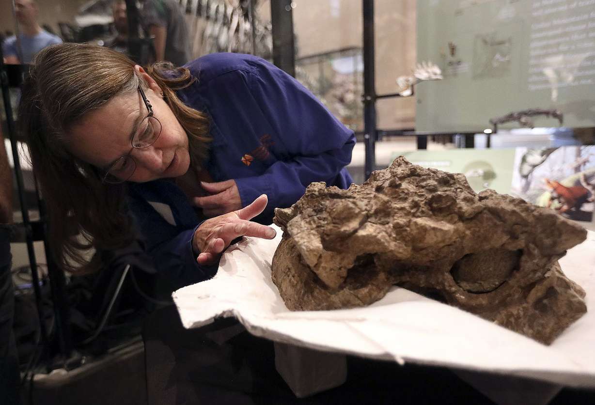 Ann Johnson, a volunteer at the Natural History Museum of Utah, looks at the skull of a newly discovered dinosaur, Akainacephalus johnsoni, at the Natural History Museum of Utah in Salt Lake City on Thursday, July 19, 2018. (Photo: Kristin Murphy, Deseret News)