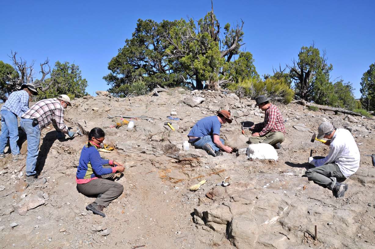 A Natural History Museum of Utah field crew excavates bones from the skeleton of Akainacephalus johnsoni in 2009. (Photo: Randall Irmis)