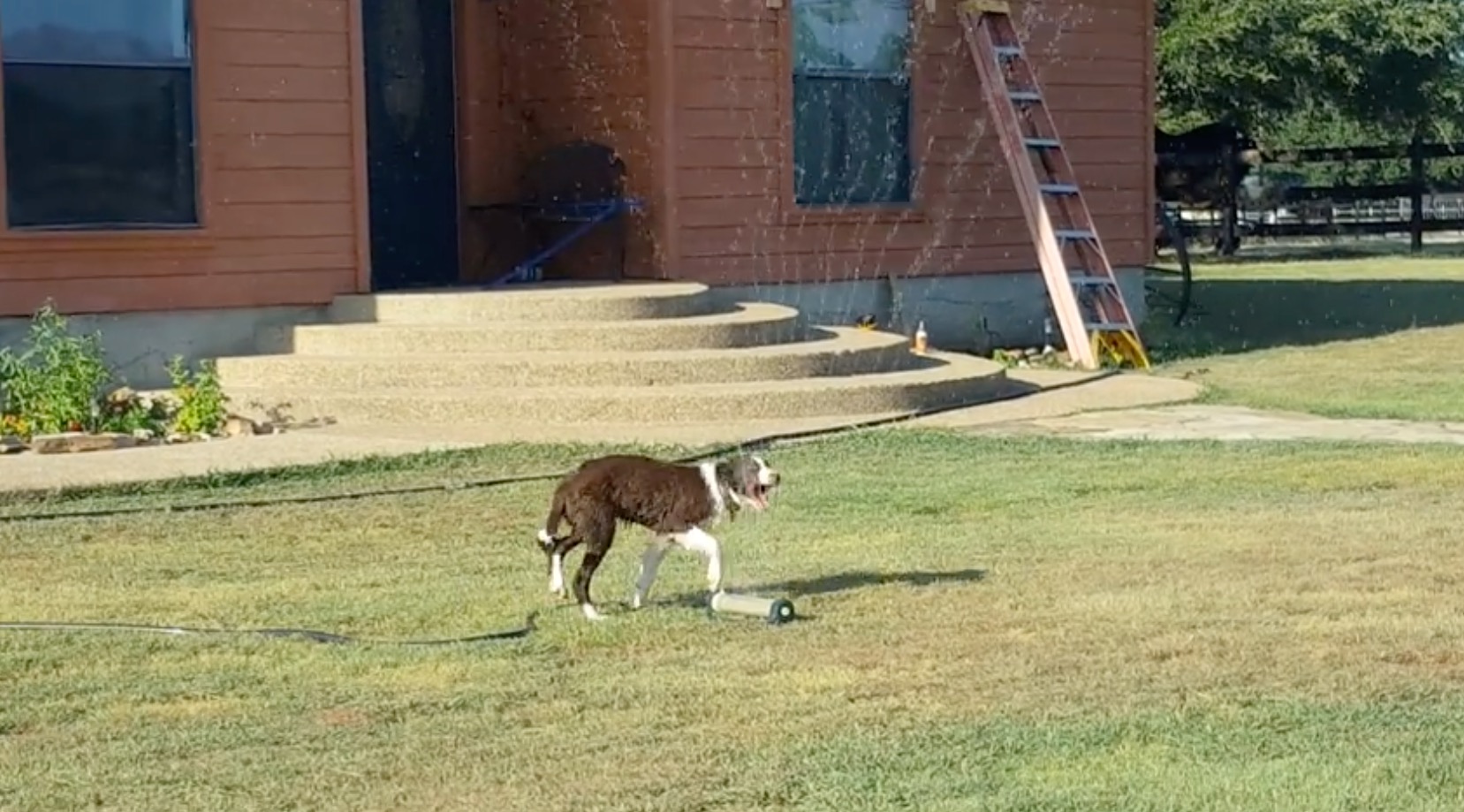 Have You Seen This? Best dog ever drags sprinkler inside
