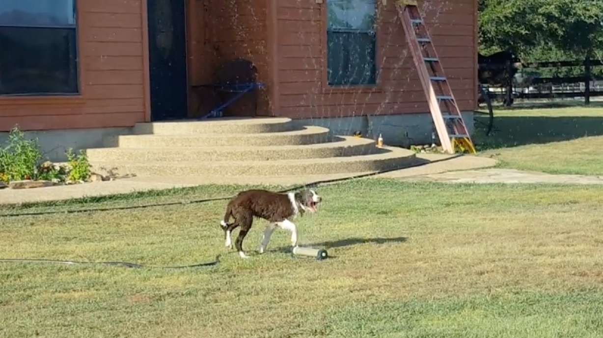 Have You Seen This? Best dog ever drags sprinkler inside