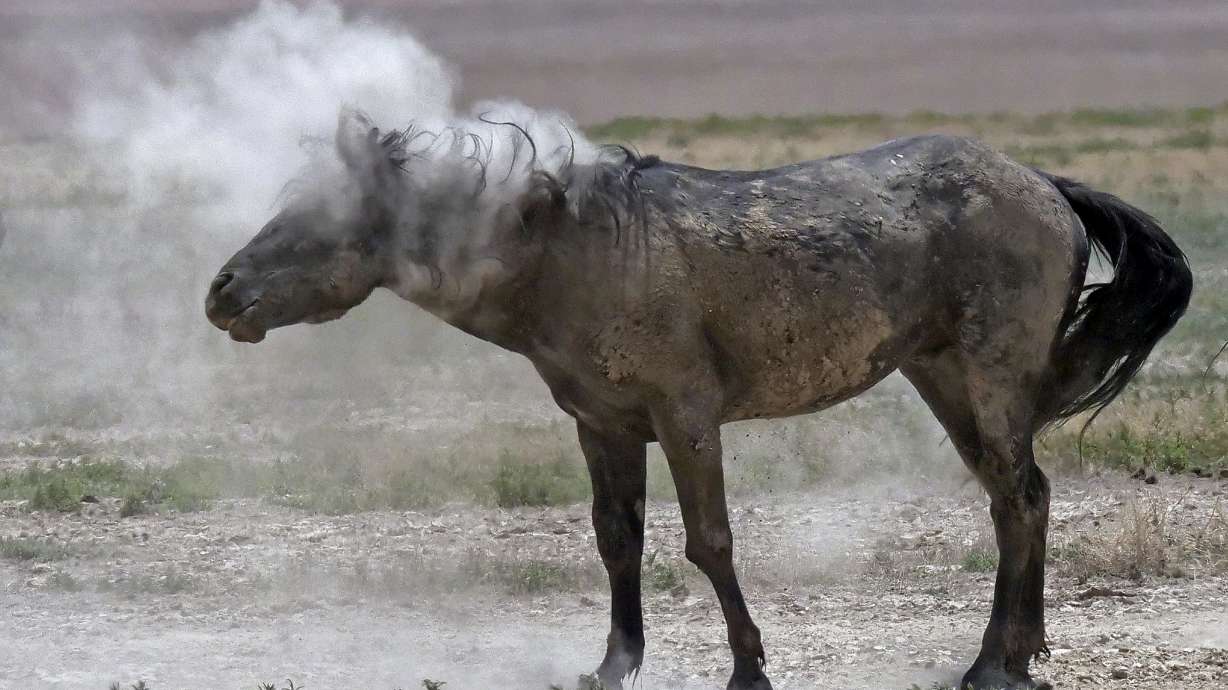 Drought forces emergency measures for US West's wild horses