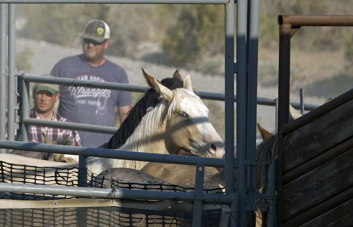 In this Wednesday, July 18, 2018 photo, wild horses are held in a temporary pen after being rounded up the night before due to insufficient water to sustain them, near Salt Lake City. Photo: Rick Bowmer, AP Photo