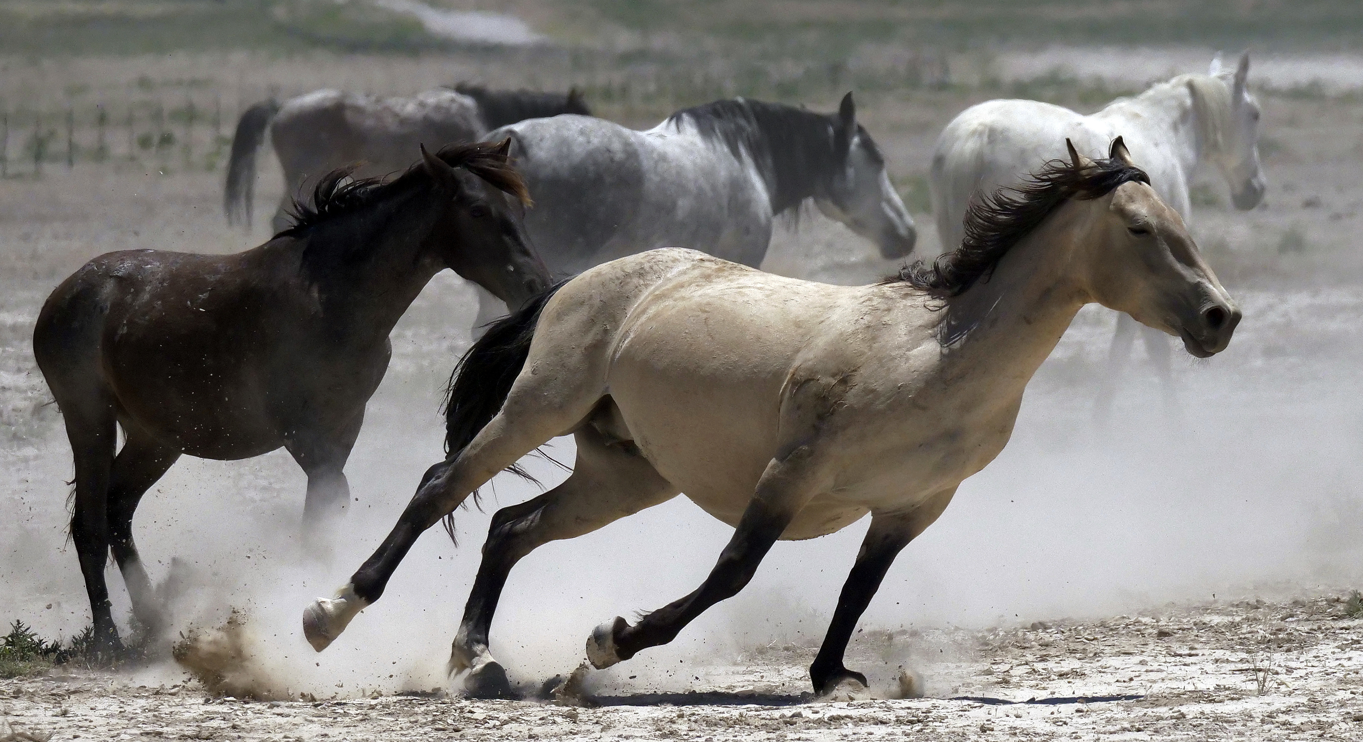 Official: Solving wild horse problem will take $5B, 15 years