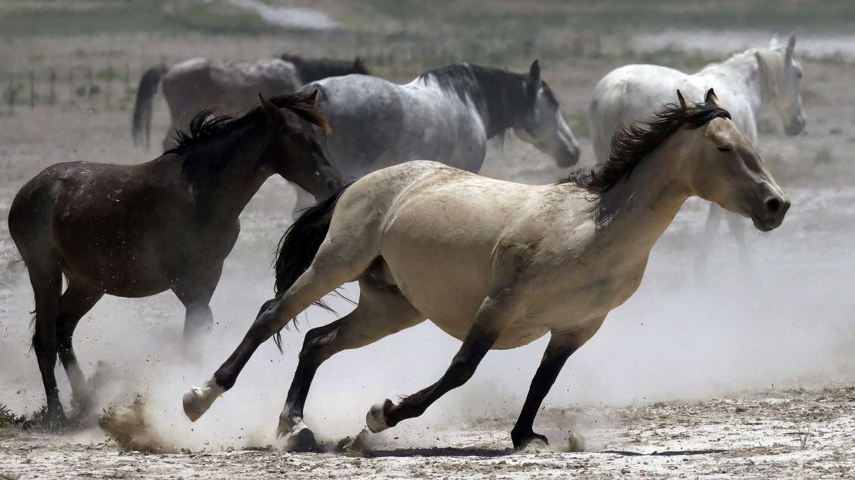Dems in Congress demand update on Interior wild horse plans