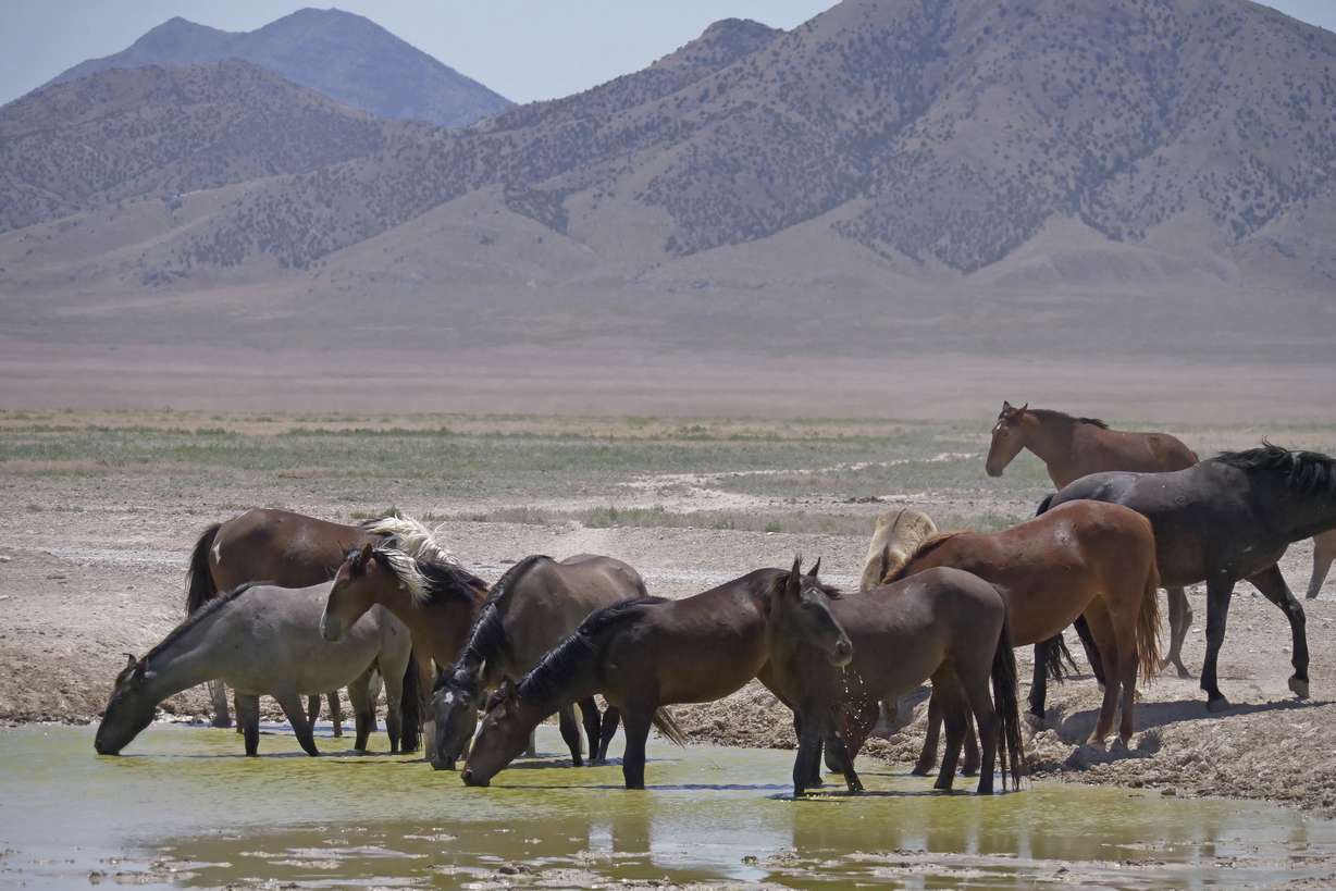 In this June 29, 2018 photo, wild horses drink from a watering hole outside Salt Lake City. Harsh drought conditions in parts of the American West are pushing wild horses to the brink and forcing extreme measures to protect them. Photo: Rick Bowmer, AP Photo