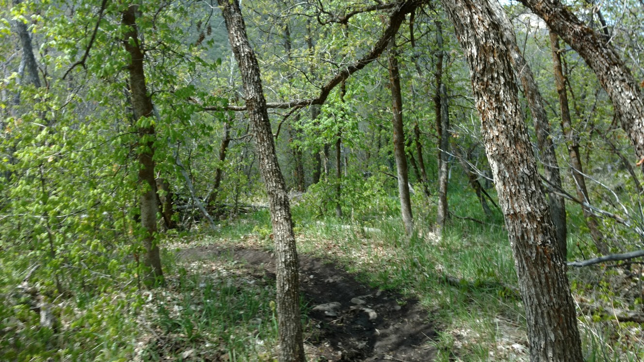 The Payson Canyon 'Four Bay' trail system: Made by locals, built with love