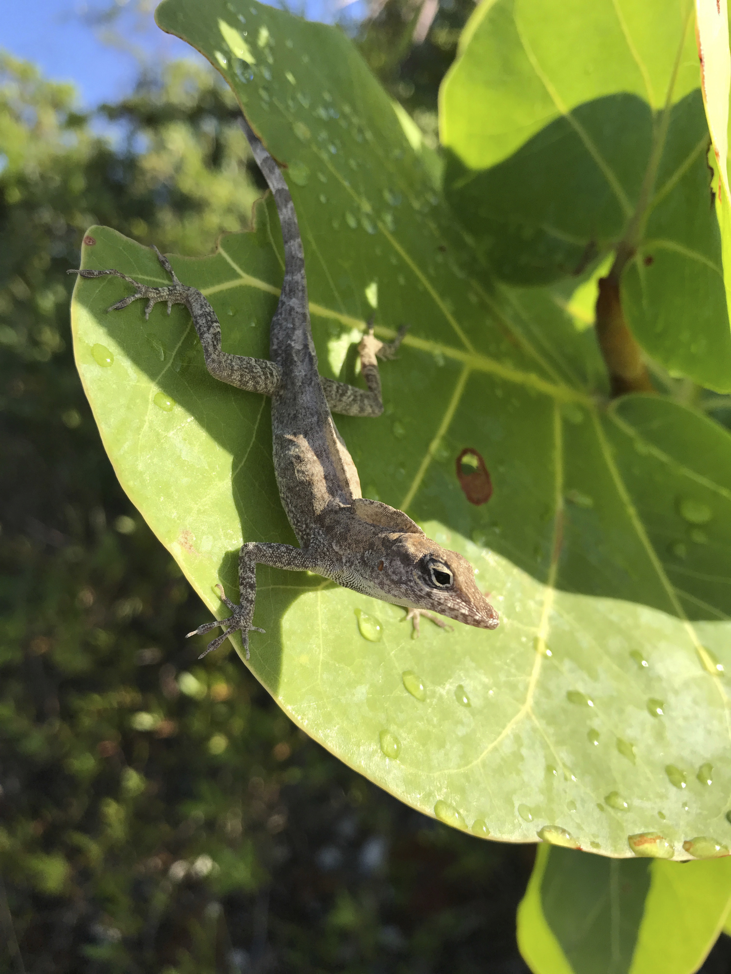Researchers use leaf blower to see how lizards endure storms
