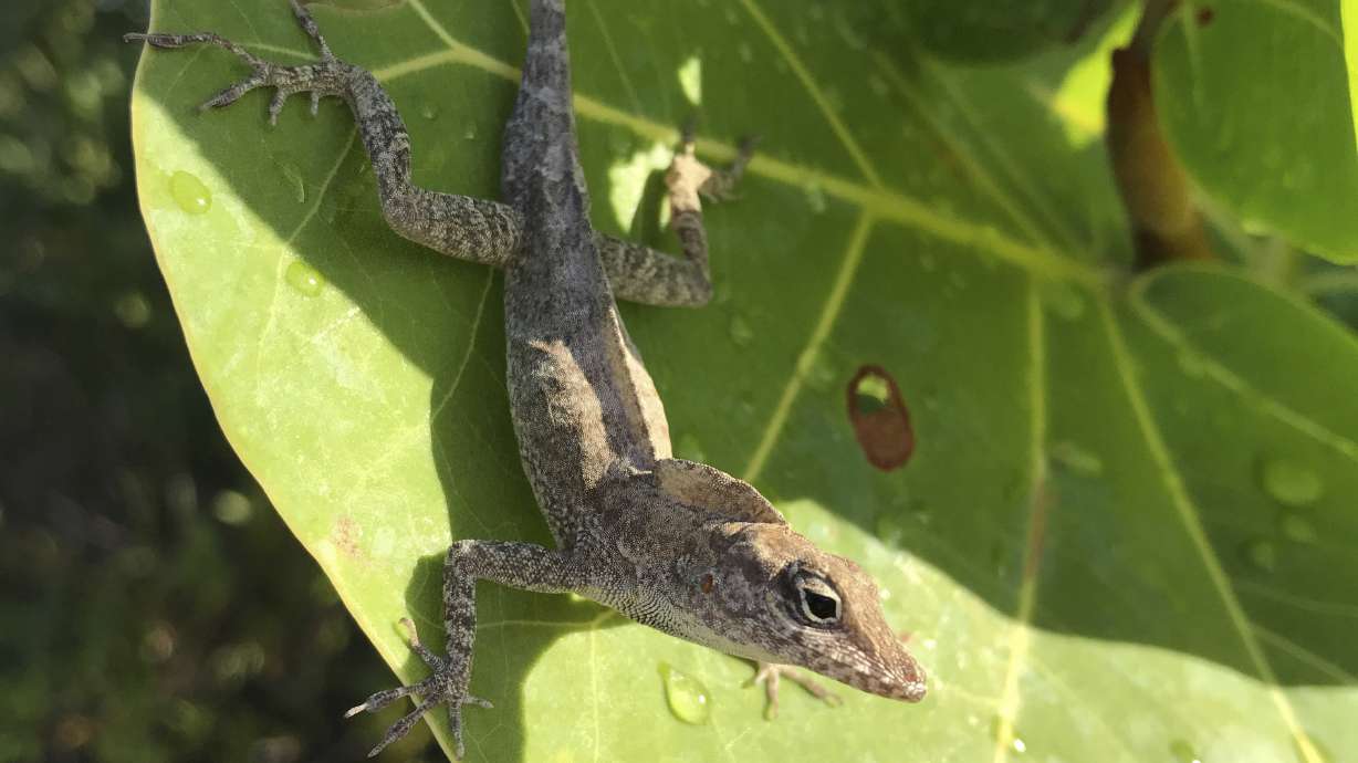 Researchers use leaf blower to see how lizards endure storms